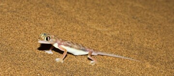 Kleiner Gecko mit großen Augen auf sandigem Boden in natürlichem Lebensraum
