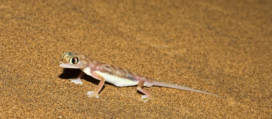 Gecko liegt auf dem Boden