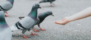 Ein Kind füttert mehrere Tauben.