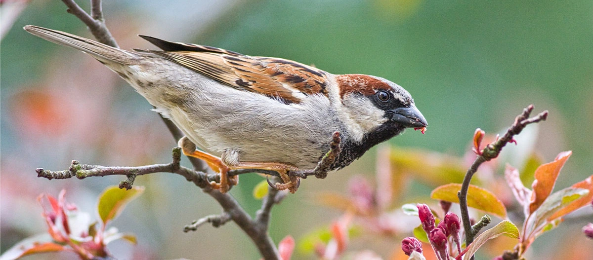 Nahaufnahme eines Haussperlings auf einem Ast mit Futter im Schnabel, umgeben von herbstlichen Blättern