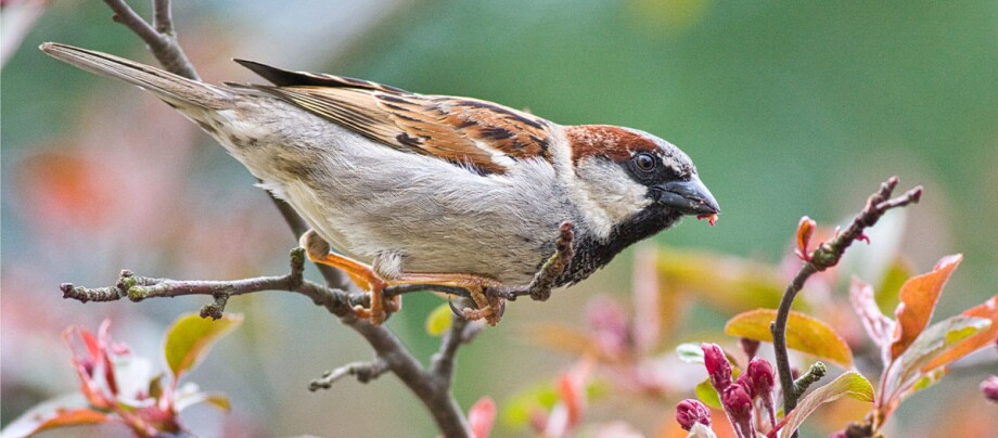 Ein Wildvogel sitzt auf blühenden Zweigen