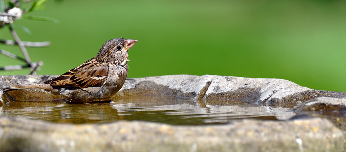 Ein Vogel sitzt in einer Vogeltränke