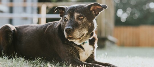 Schwarz-weißer Hund liegt entspannt auf dem Gras im Garten bei Sonnenlicht