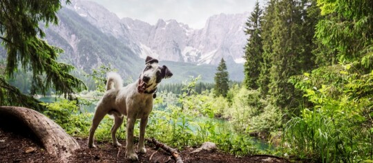 Glücklicher Hund auf einem Waldweg neben einem klaren Bergsee mit schneebedeckten Gipfeln im Hintergrund