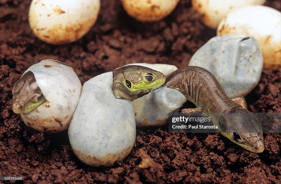 reptile en incubateur