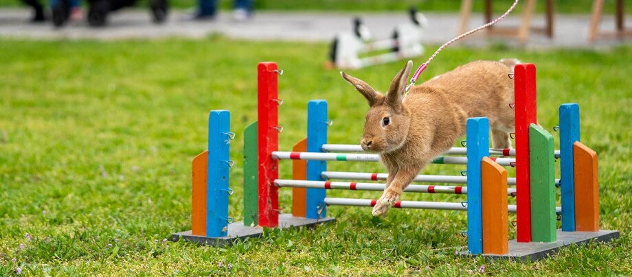 Kaninchen springt über ein Hindernis