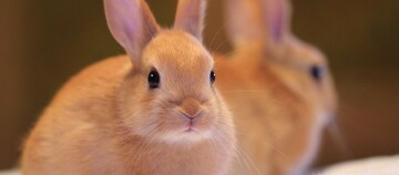 Zwei kleine braune Kaninchen mit weichem Fell, eines schaut direkt in die Kamera, das andere ist unscharf im Hintergrund.