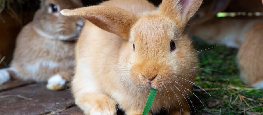 Zwei Kaninchen sitzen im Stall und fressen Gras