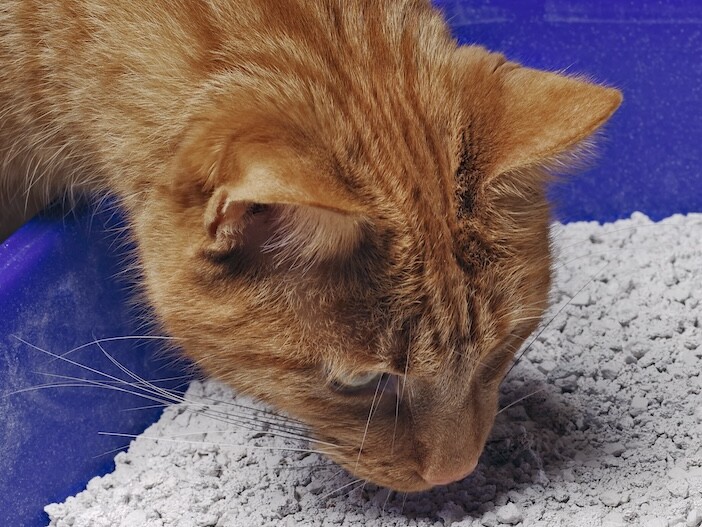 Katze frisst Katzenstreu: So handelst du richtig | FRESSNAPF