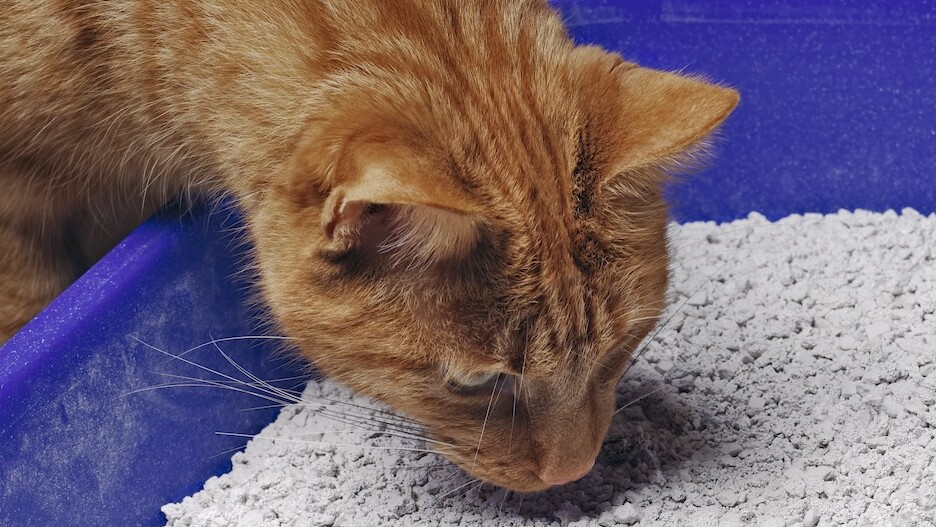 Katze frisst Katzenstreu: So handelst du richtig | FRESSNAPF