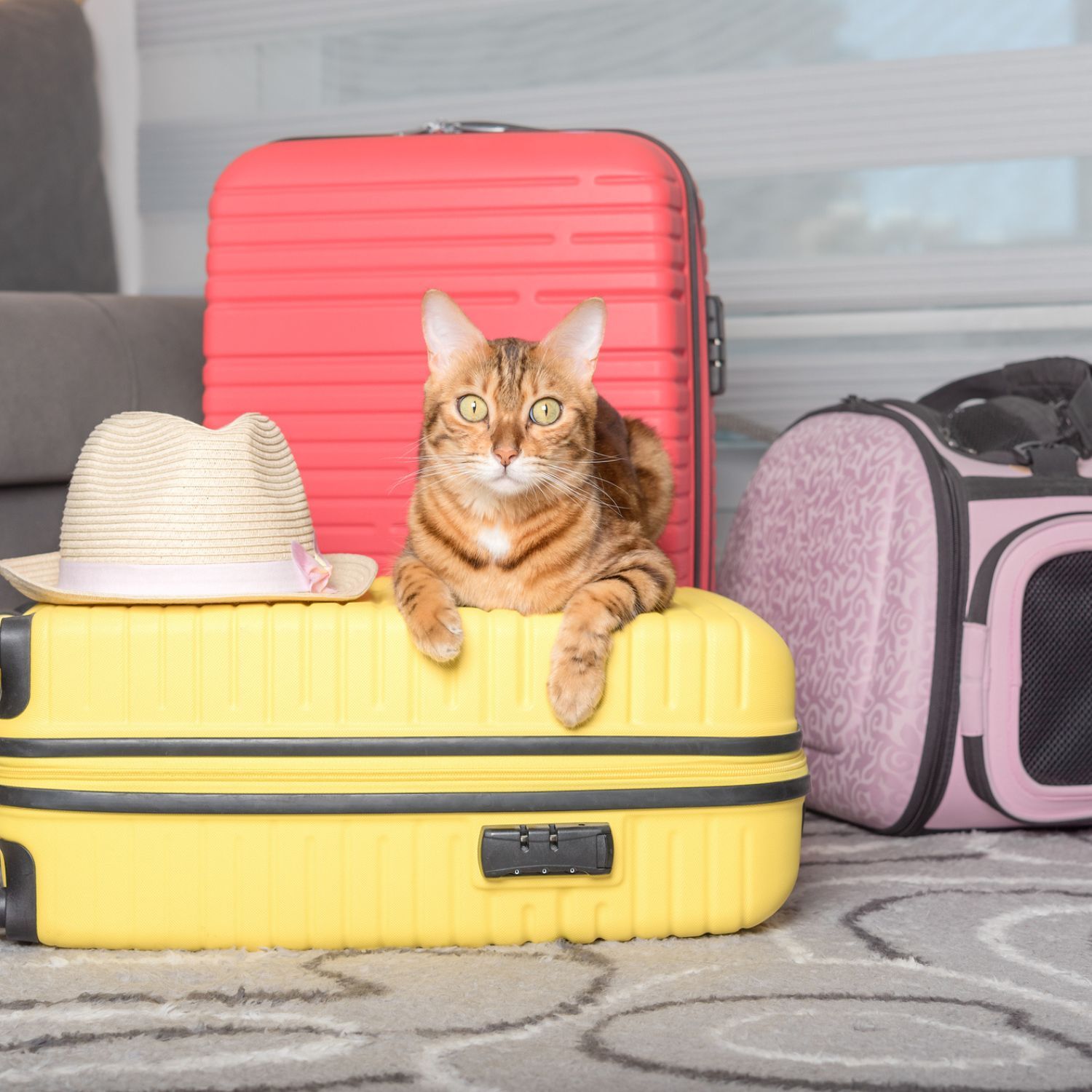 Katze sitzt auf Koffern