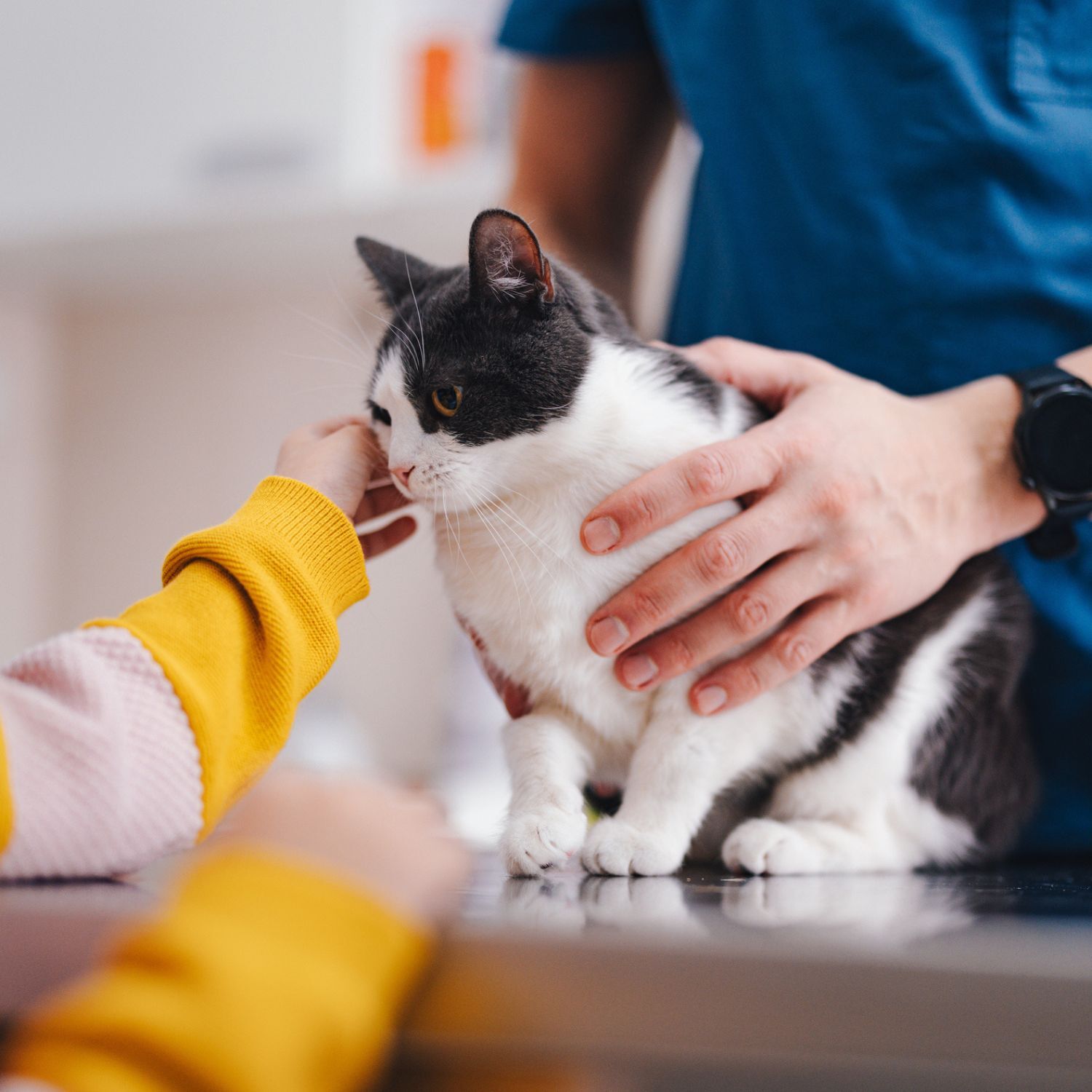 Katze beim Tierarzt