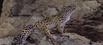 Nahaufnahme eines Leopardgeckos mit schwarzem Fleckenmuster auf natürlichem Holz in einer felsigen Umgebung