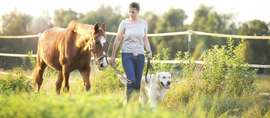 Eine Frau geht mit Pferd und Hund spazieren