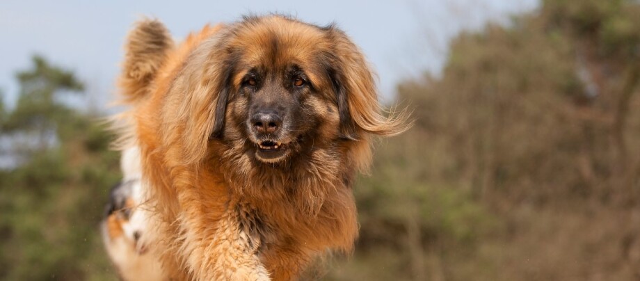 Leonberger läuft in der Sonne