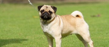Ein fawnfarbener Mops steht auf einer grünen Wiese, mit einem schwarzen Gesicht und einem eng gerollten Schwanz.