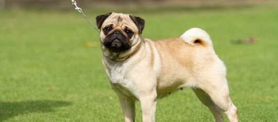 Ein fawnfarbener Mops steht auf einer grünen Wiese, mit einem schwarzen Gesicht und einem eng gerollten Schwanz.