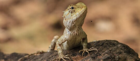 Nahaufnahme einer kleinen Eidechse mit schuppiger Haut auf einem dunklen Felsen in natürlicher Umgebung