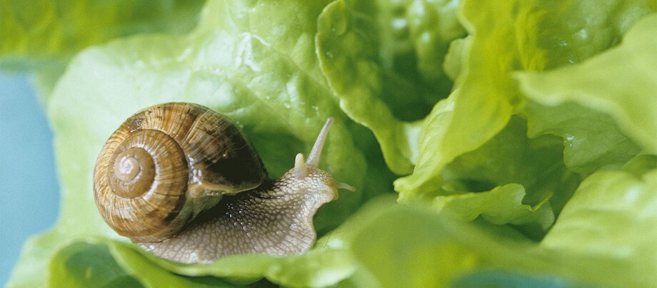 schnecke-mit-salatblatt-garten