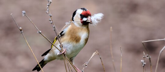 Stieglitz-Vogel mit rotem Gesicht und gelben Flügeln sitzt auf trockenen Pflanzen und hält eine weiße Feder im Schnabel