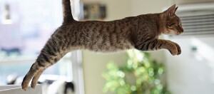 Springende getigerte Hauskatze in einem hellen Wohnzimmer mit grünen Pflanzen