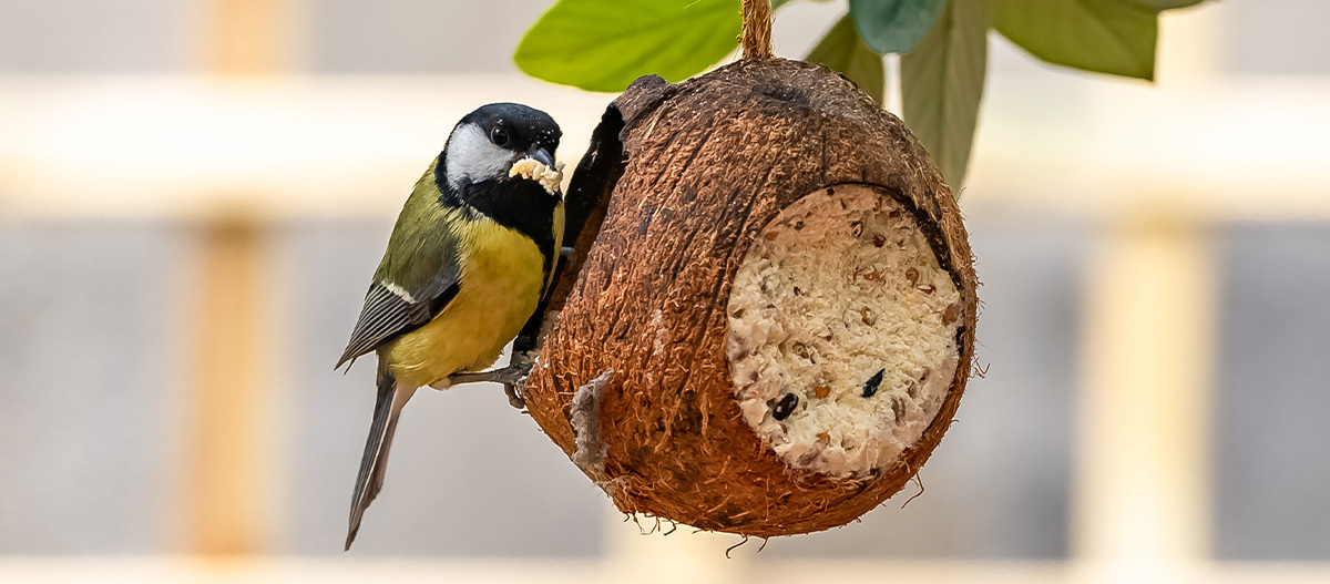 Ein Vogel sitzt an einem Futterball