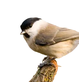 Have & havedam kategori produkter