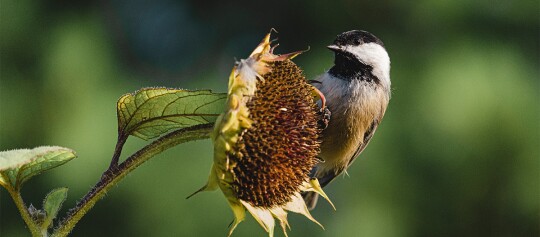 Kohlmeise sitzt auf reifem Sonnenblumenkopf im Garten, Nahaufnahme von Vogel und Sonnenblume