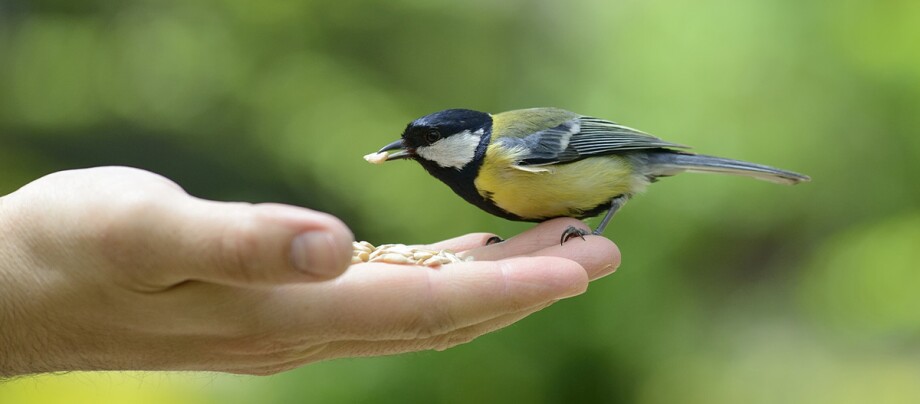 Ein kleiner Wildvogel frisst aus einer Hand