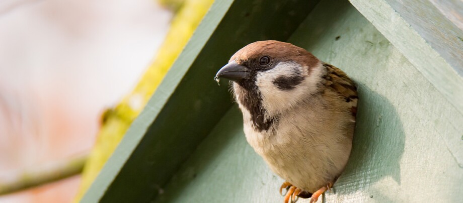 Ein Wildvogel schaut aus einem Vogelhaus raus