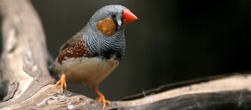 Nahaufnahme eines Zebrafinken mit orangefarbenem Schnabel auf einem Ast vor dunklem Hintergrund
