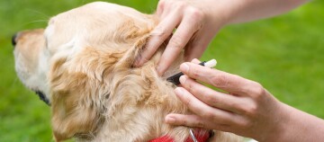 Person setzt Mikrochip bei Golden Retriever Hund im Nackenbereich ein, rotes Halsband, grüne Wiese im Hintergrund