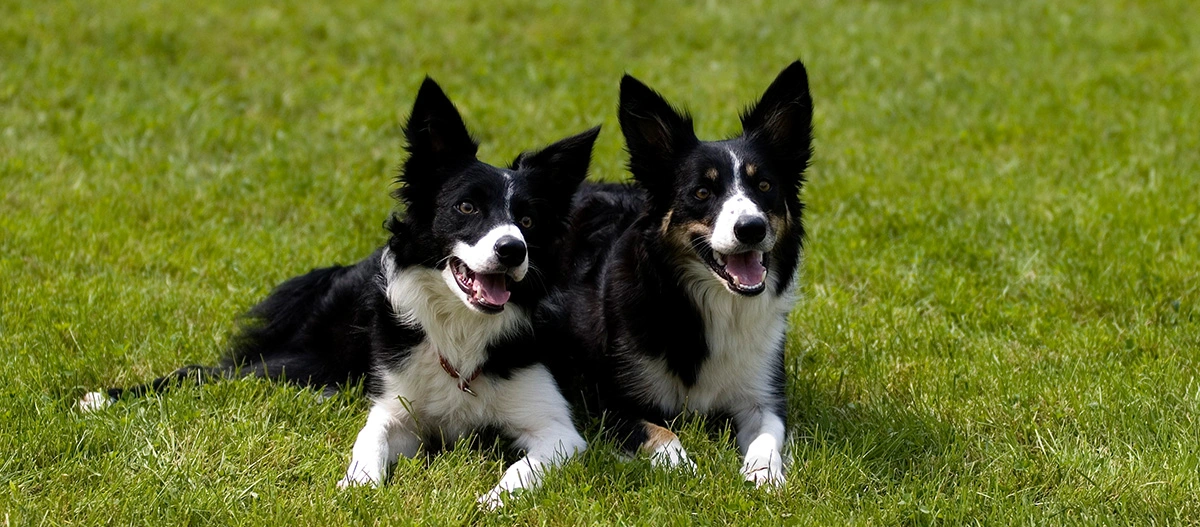 Zwei glückliche Border-Collie-Hunde liegen auf grünem Gras im Freien