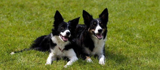 Zwei glückliche Border-Collie-Hunde liegen auf grünem Gras im Freien