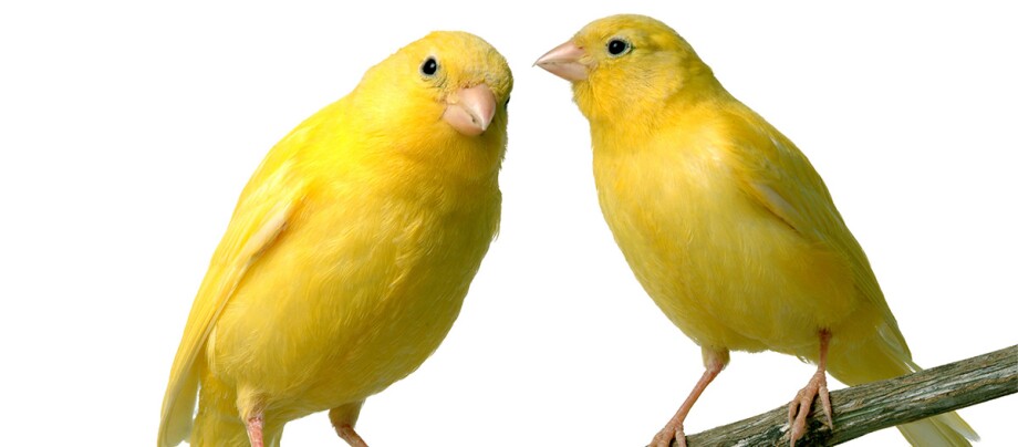 Zwei Kanarienvögel auf einem Ast