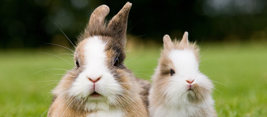 Zwei Kaninchen sitzen auf einer Wiese