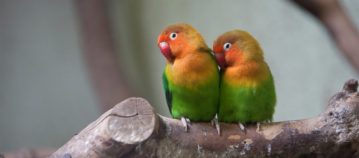Zwei farbenfrohe Agaporniden sitzen eng nebeneinander auf einem Ast, mit grünen Körpern und orangefarbenen Gesichtern.