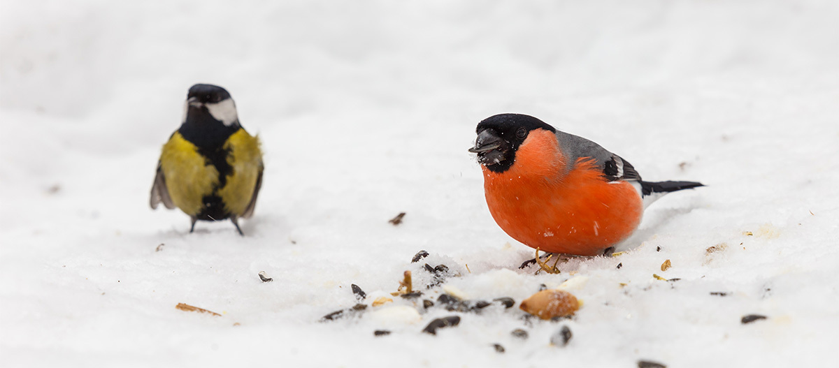 Zwei Vögel mit Futter im Schnee