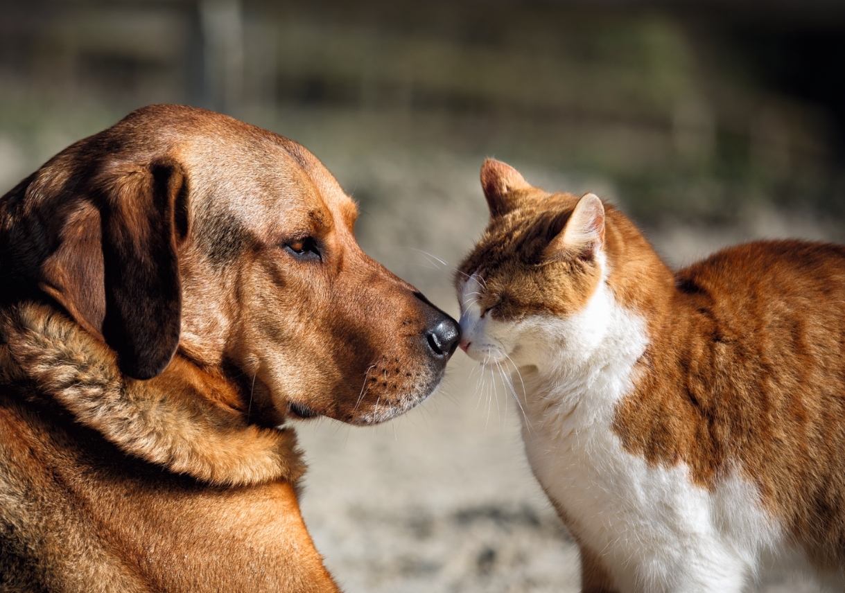 Gros plan d'un chien brun et d'un chat orange et blanc se touchant le nez avec affection, interaction amicale entre animaux