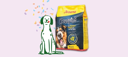 Partnertage Deal Hund