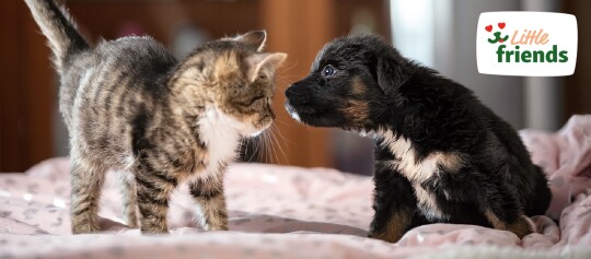 Kleines Kätzchen und Welpe schauen sich neugierig auf einer weichen Decke an – süße Haustierfreunde