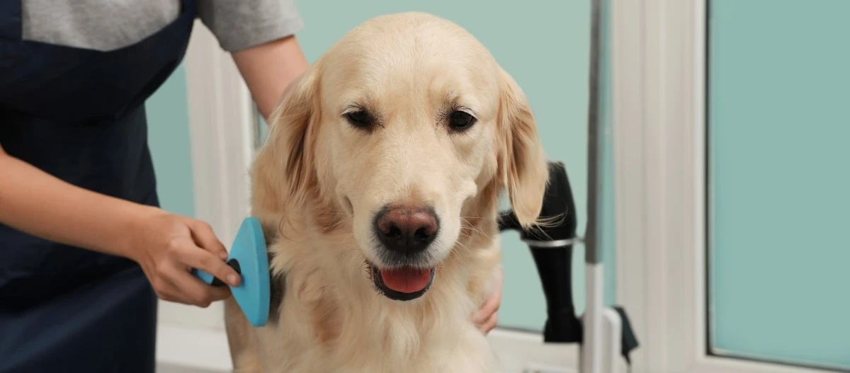 Golden Retriever Hund wird von einer Person mit einer blauen Bürste gebürstet, entspannter Hund im Innenraum