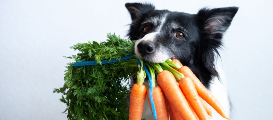Hund mit Karotten im Maul