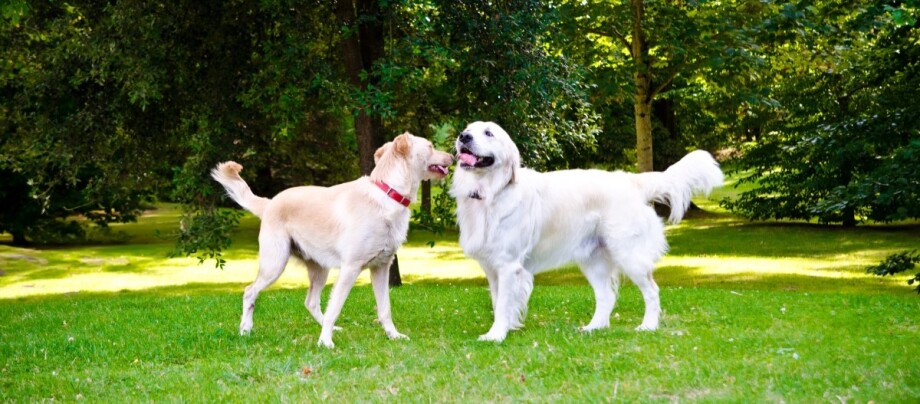 Zwei Hunde spielen im Sommer