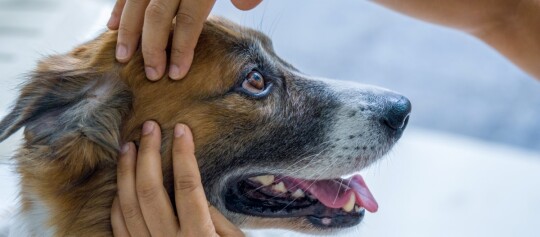 Nahaufnahme eines Hundes mit braunem Fell, der liebevoll von zwei Händen gehalten wird, zeigt Zuneigung und Fürsorge.