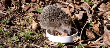 Kleiner Igel frisst aus einer weißen Schale im Wald auf Laub und Zweigen