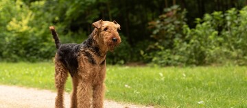 Airedale Terrier Hund steht auf einem Kiesweg in einem grünen Park mit dichtem Laub im Hintergrund