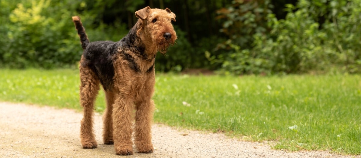 Airedale Terrier steht aufmerksam auf einem Kiesweg in einem grünen Park mit üppigem Gras und Büschen