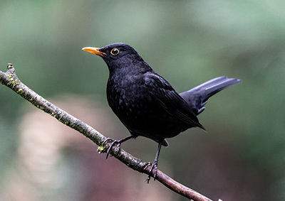 Eine Amsel sitzt auf einem Ast