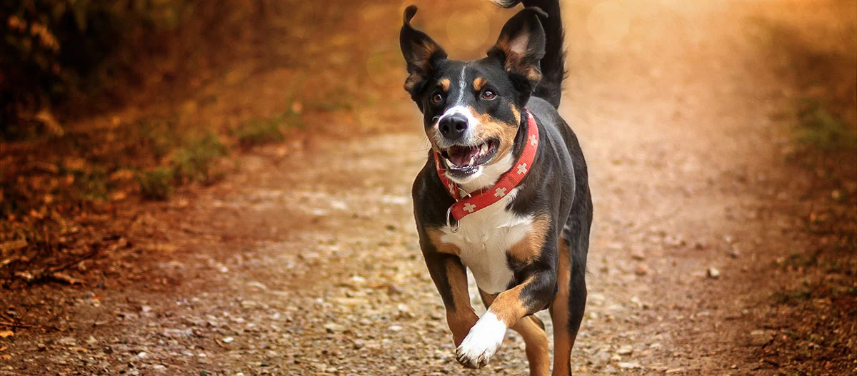 Glücklicher Hund mit rotem Halsband läuft auf einem herbstlichen Waldweg